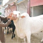 Vendors displaying sacrificial animal attract to customer at Cattle Form in connection with upcoming Eid ul Azha