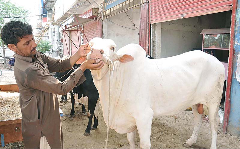 Vendors displaying sacrificial animal attract to customer at Cattle Form in connection with upcoming Eid ul Azha