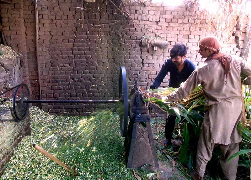 Workers busy in cutting animals fooder at his workplace for upcoming Eid ul-Azha