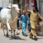 A person walking with his sacrificial animal at post office road