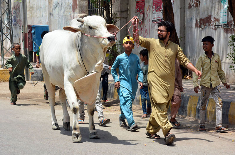A person walking with his sacrificial animal at post office road