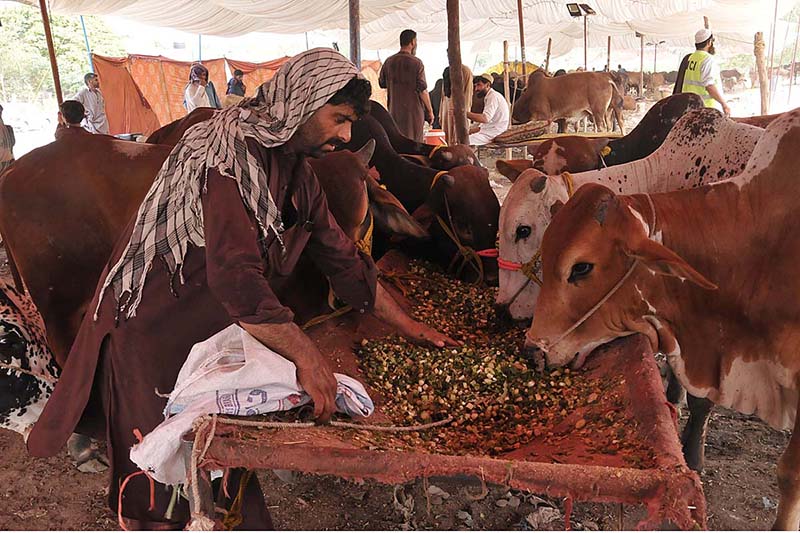 Vendors displaying sacrificial animal attract to customer at Cattle Form in connection with upcoming Eid ul Azha
