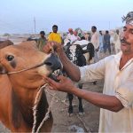 A vendor showing the teeth of a sacrificial animal to attract the customers at Nag Shah Cattle Market in connection with the upcoming Eid ul Azha