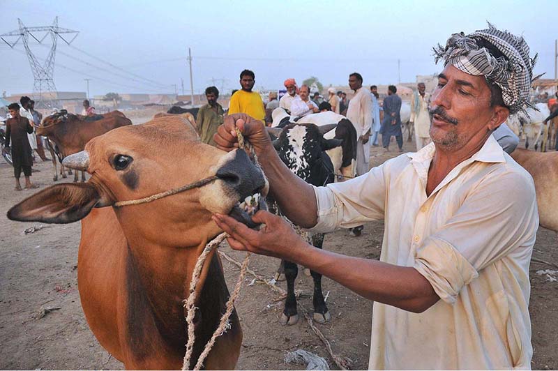 A vendor showing the teeth of a sacrificial animal to attract the customers at Nag Shah Cattle Market in connection with the upcoming Eid ul Azha