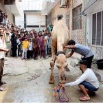 Butchers slaughtering sacrificial animal on the 2nd day of Eid ul Azha