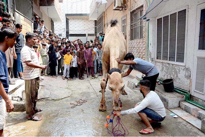 Butchers slaughtering sacrificial animal on the 2nd day of Eid ul Azha