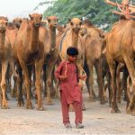 Young nomad leading their herd of camels heading towards the grazing field at Bypass Road