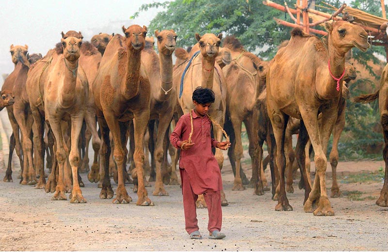 Young nomad leading their herd of camels heading towards the grazing field at Bypass Road