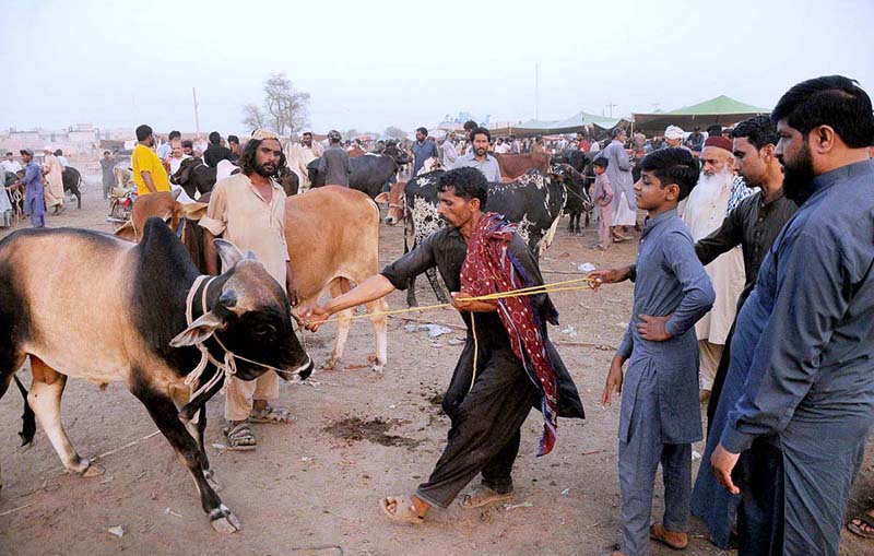 A vendor showing the teeth of a sacrificial animal to attract the customers at Nag Shah Cattle Market in connection with the upcoming Eid ul Azha