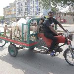 A mobile three wheeler vendor selling sacrificial goats ahead of Eid ul Azha