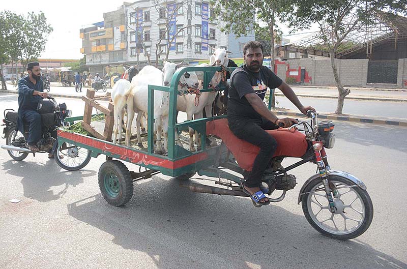 A mobile three wheeler vendor selling sacrificial goats ahead of Eid ul Azha