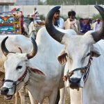 Vendors displaying the sacrificial animals to attract the customers at sacrificial animals mandi in connection with upcoming Eidul Adha