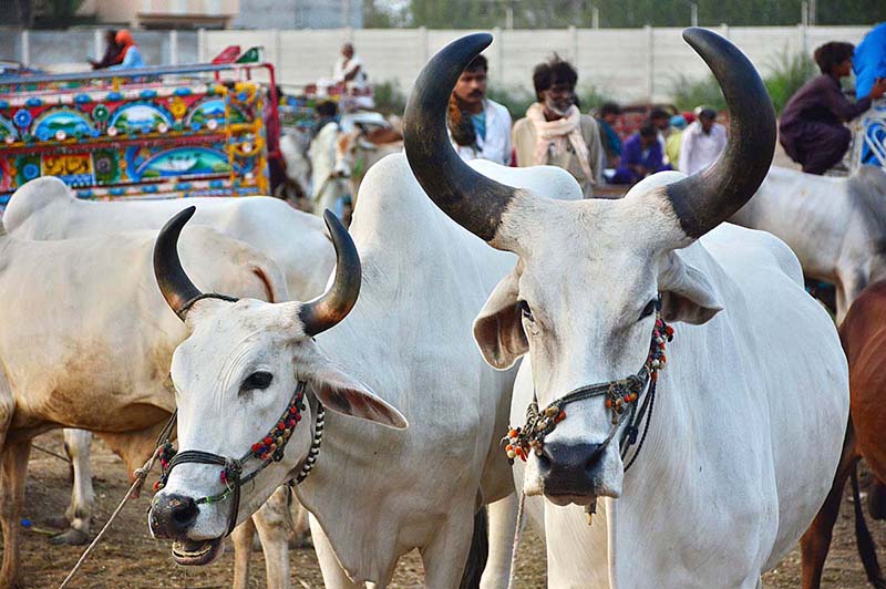 Vendors displaying the sacrificial animals to attract the customers at sacrificial animals mandi in connection with upcoming Eidul Adha