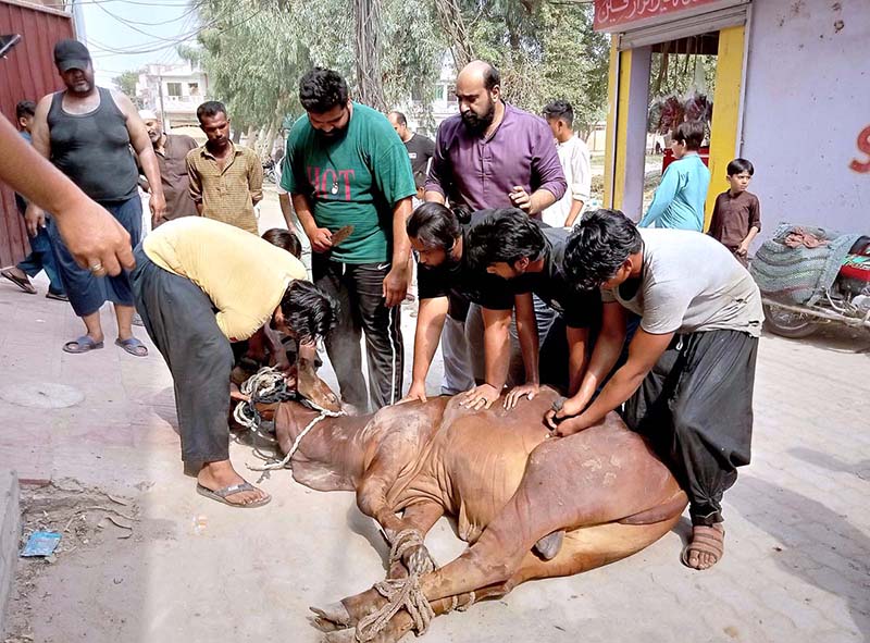 People sacrificing animal on the 2nd day of Eid-ul-Adha