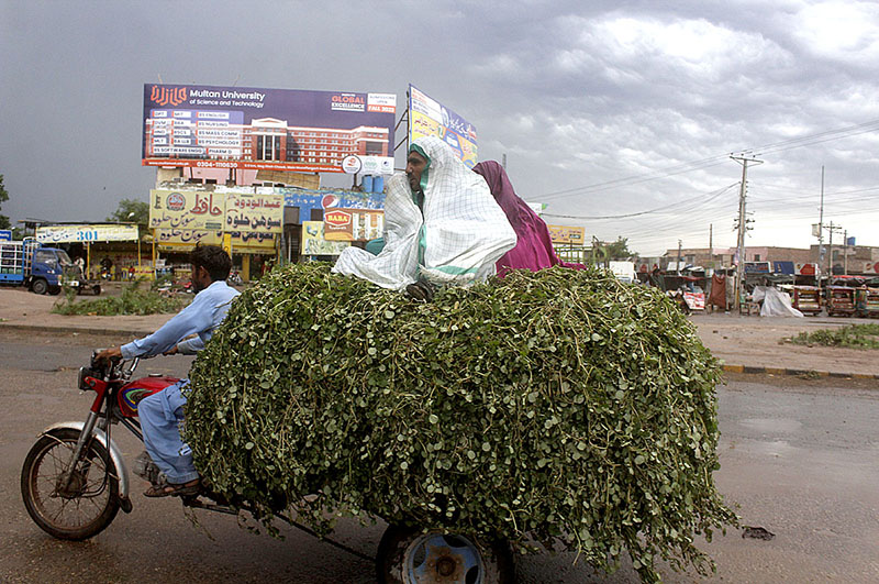 A family traveling on a tricycle rickshaw loaded with fodder for animals during rain at Bahawalpur bypass