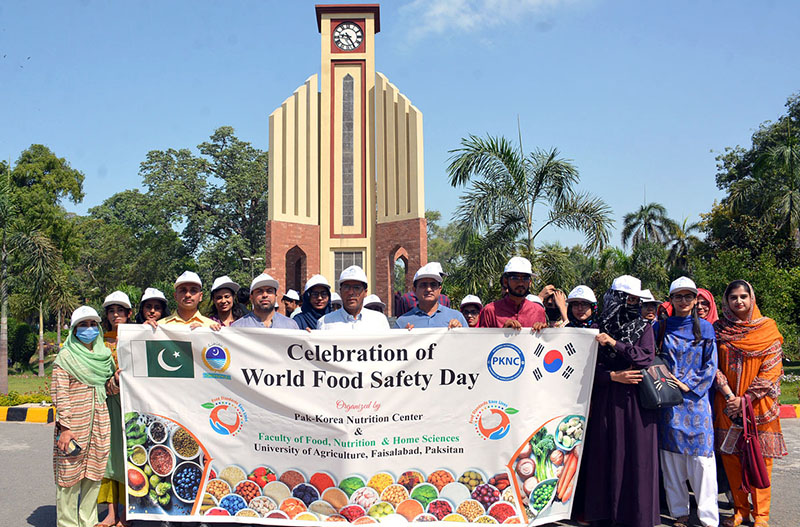 UAF faculty members and students are participating in a walk to celebrate World Food Safety Day organized by Pak-Korea Nutrition Center & Faculty of Food, Nutrition & Home Sciences University of Agriculture Faisalabad (UAF)