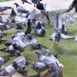 A flock of pigeons enjoying bathe in a water pond during hot weather in the city