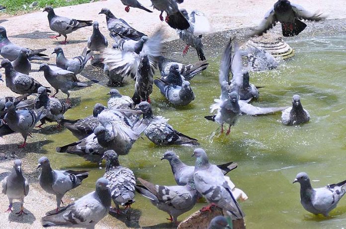 A flock of pigeons enjoying bathe in a water pond during hot weather in the city