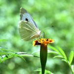 A butterfly extracting nectar from the seasonal flower