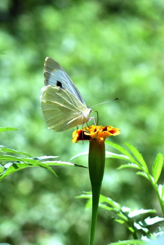 A butterfly extracting nectar from the seasonal flower