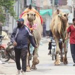 Youngsters with his decorated sacrificial camels after Purchasing at Animal Market in connection with the upcoming Eid Ul Adha at Masoom Shah Road