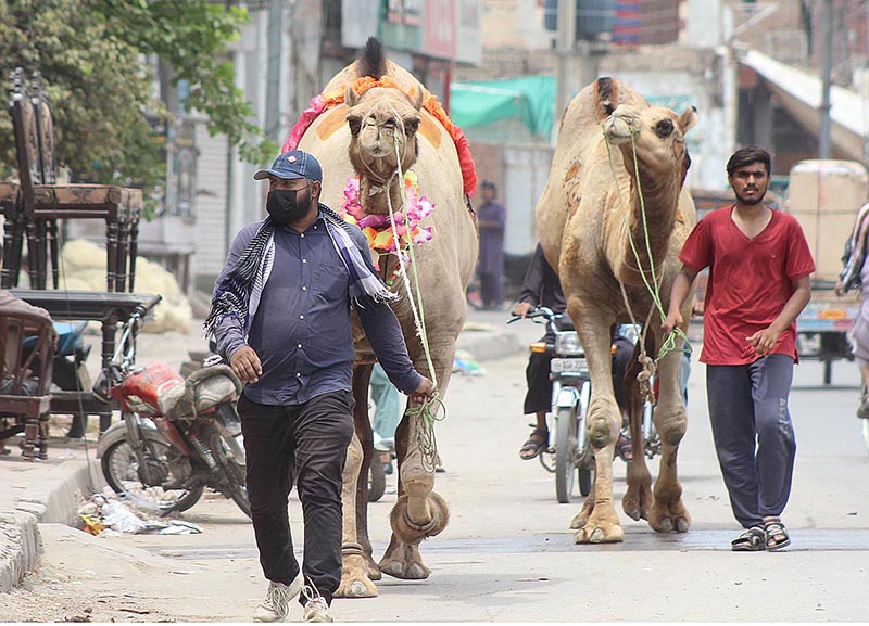Youngsters with his decorated sacrificial camels after Purchasing at Animal Market in connection with the upcoming Eid Ul Adha at Masoom Shah Road