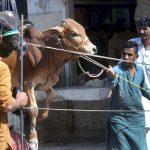 Vendors off-loading sacrificial animal from a delivery truck at animal market