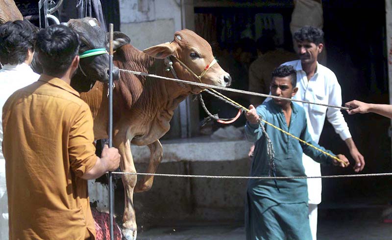 Vendors off-loading sacrificial animal from a delivery truck at animal market