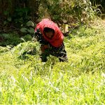 A farmer busy in cutting at her field