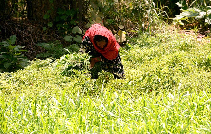 A farmer busy in cutting at her field