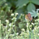A butterfly gets nectar from a sessional flower on the road side green belt area