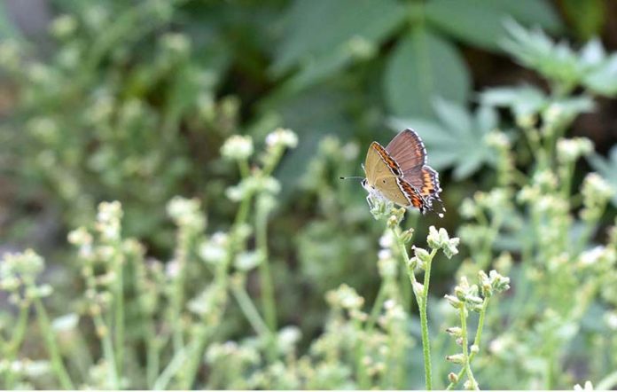A butterfly gets nectar from a sessional flower on the road side green belt area