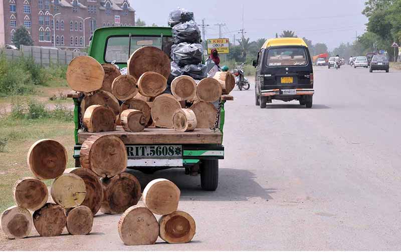 Worker cutting wood log for making wooden bases to be used by butchers to cut meat in pieces on sacrifice day of Eid ul-Azha