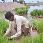 A farmer extracting rice crop seedlings in their farm field at Moza Boori