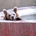 A brown bear taking dip in the fresh water of the pond in Lahore Zoo to beat the heat