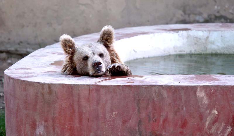 A brown bear taking dip in the fresh water of the pond in Lahore Zoo to beat the heat