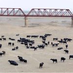 Aview of Herd of buffaloes at dry area of Indus River
