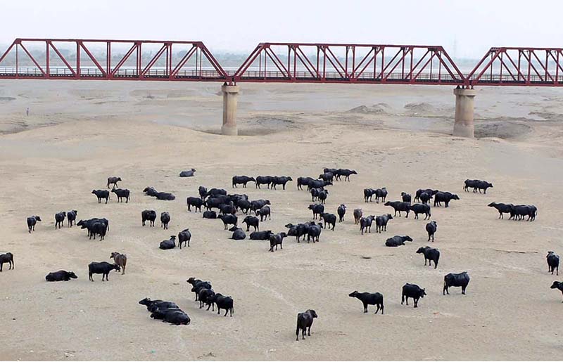 Aview of Herd of buffaloes at dry area of Indus River