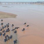 Buffaloes bathing in the Ravi River during the hot season