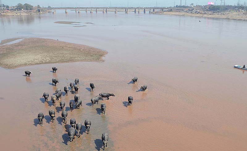 Buffaloes bathing in the Ravi River during the hot season