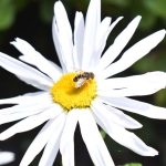 A honey- gets nectar from a sessional flower on the road side green belt area