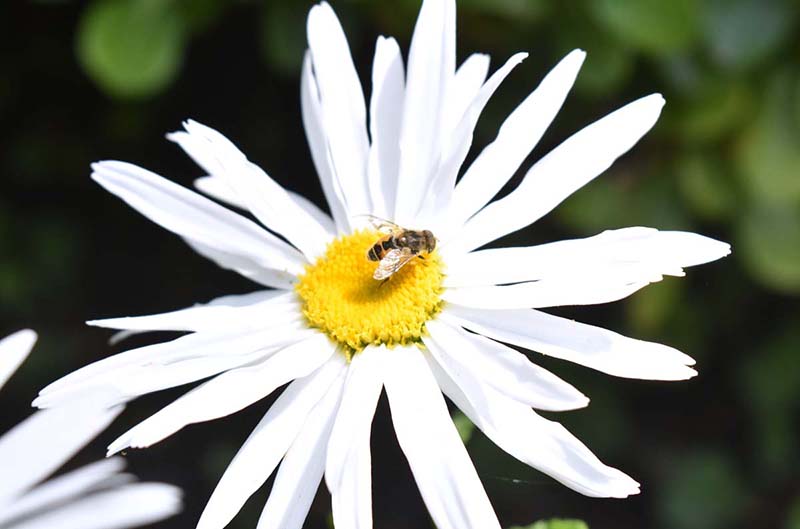 A honey- gets nectar from a sessional flower on the road side green belt area