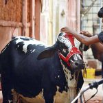 A youngster decorates a sacrificial bull ahead of Eidul Azha