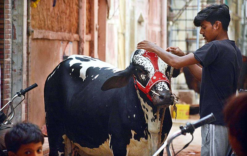A youngster decorates a sacrificial bull ahead of Eidul Azha