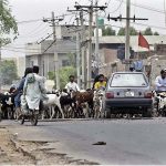 Shepherds guarding their herd of goats to crossing Railway Phatak towards field for grazing