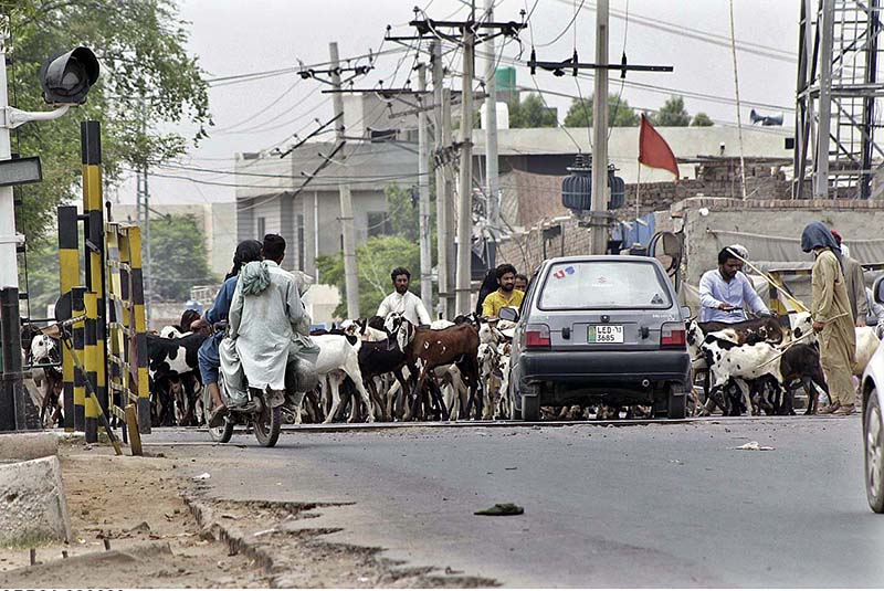 Shepherds guarding their herd of goats to crossing Railway Phatak towards field for grazing