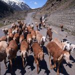 Gypsy man guarding a herd of sheep towards the grazing field at Babusar Top area