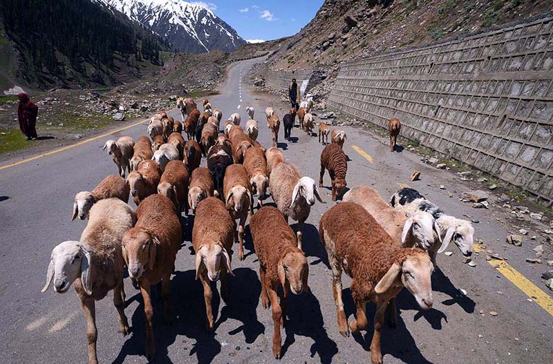 Gypsy man guarding a herd of sheep towards the grazing field at Babusar Top area