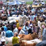 A large numbers of customers selecting and purchasing sacrificial animals to vendors at sacrificial animals market at Hatri bypass area in connection with upcoming Eid ul Adha