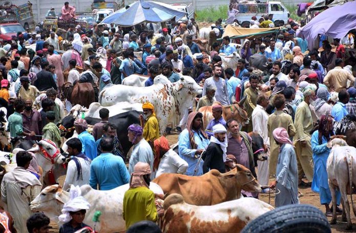 A large numbers of customers selecting and purchasing sacrificial animals to vendors at sacrificial animals market at Hatri bypass area in connection with upcoming Eid ul Adha